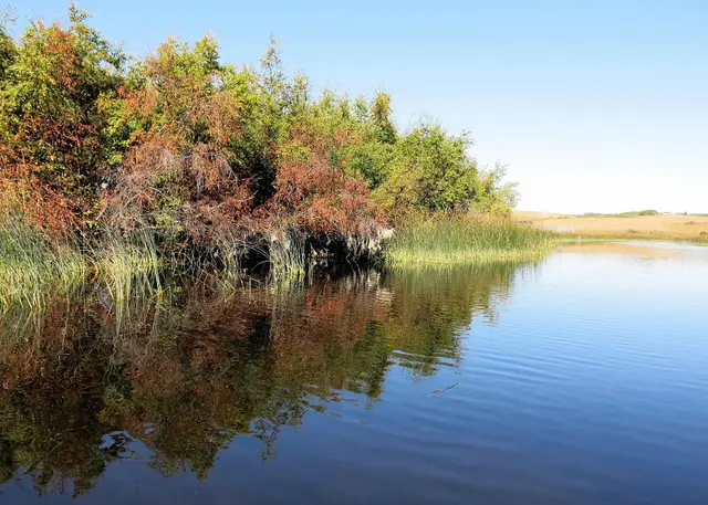 Autumn shoreline at Jackfish Lake