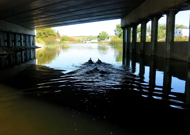 Geese swimming under the bridge at Jackfish Lake